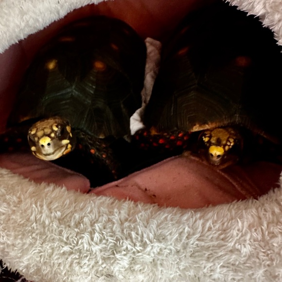 Meet your Posher, Gina - Picture 16 of 17